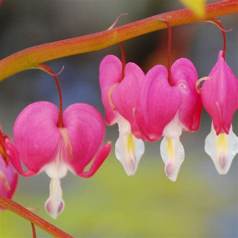 Dicentra spectabilis | Perennials | Arts Nursery Garden and Home Ltd