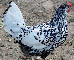 16 Silver spangled hamburg ideas | chickens, spangle, chickens backyard