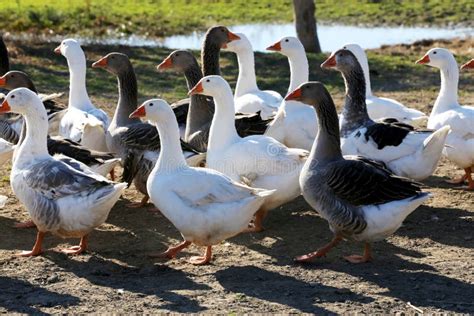 Domestic Geese Graze on Traditional Village Goose Farm Stock Photo ...