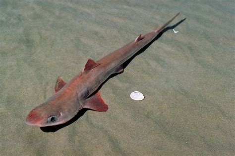 Spiny Dogfish Shark Photograph by A.b. Joyce - Fine Art America