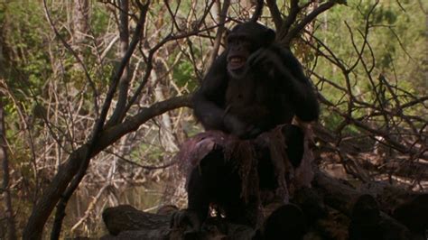 Summer of the Monkeys (1998) — The Movie Database (TMDB)