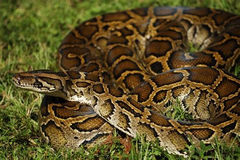 Burmese Python Facts and Pictures | Reptile Fact