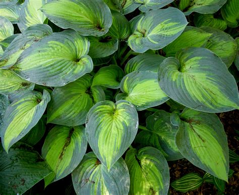 Larger Hostas | CAROLYN'S SHADE GARDENS