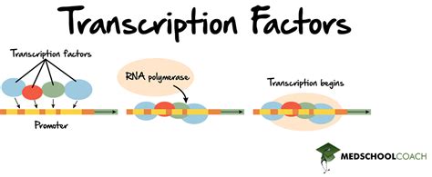 Regulation of Gene Expression in Eukaryotes – MCAT Biology | MedSchoolCoach