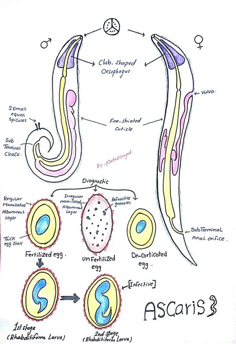 ASCARIS Lumbricoides Morphology Liver Fluke, Vet Tech Student, Vet ...