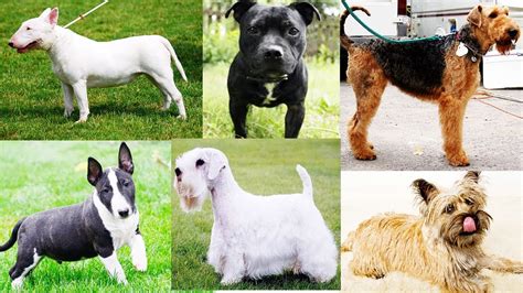 All Dog Breeds A-z - PUPPY CUTE DOG