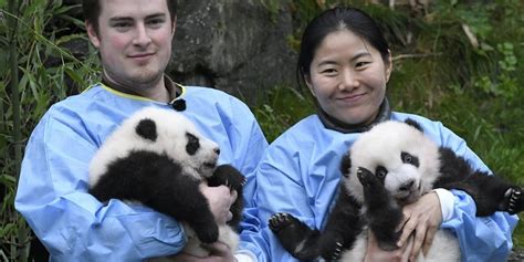 Giant panda twins celebrate 4th birthday in Belgium | Myanmar ...