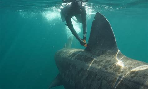 Tagged Basking Shark re-sighted between Ireland and Scotland