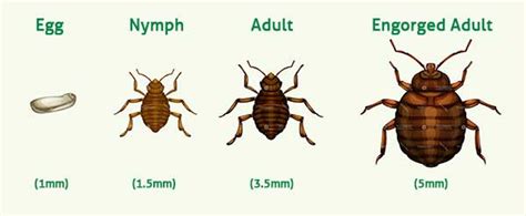 Bed Bug Size Comparison - Are Bed Bugs Visible To The Eye