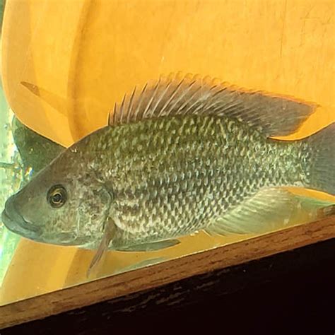 Black Mozambique Tilapia – Live Aquaponics