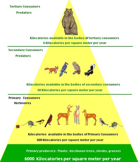 Temperate Deciduous Forests: Energy Pyramid for Temperate Deciduous Forests