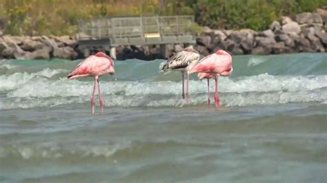 Flamingos in Wisconsin! Dozens flock to see the rare sight