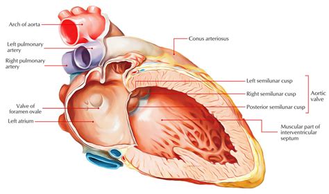 Foramen Ovale of Heart – Earth's Lab