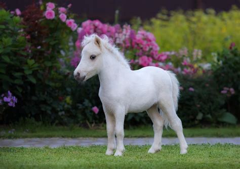 10 Most Popular Horse Breeds » Petsoid