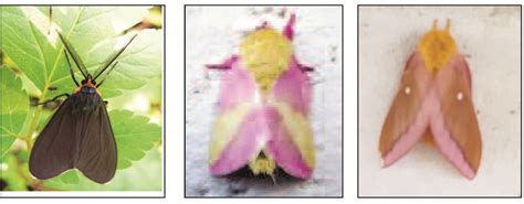 Rosy maple moth life cycle - fetiscott