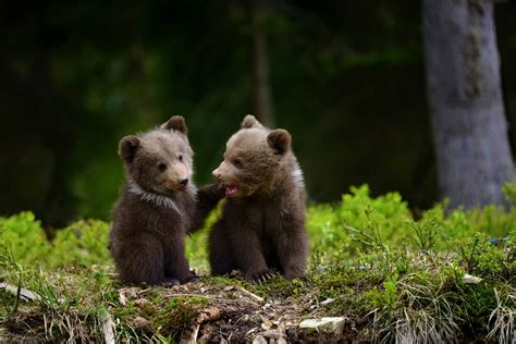 Cute Bear Cubs HD Wallpaper