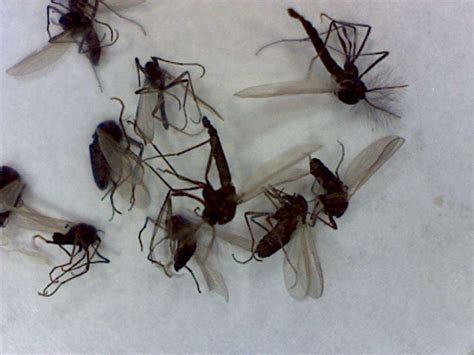 Dark-Winged Fungus Gnats - Foothill Sierra Pest Control