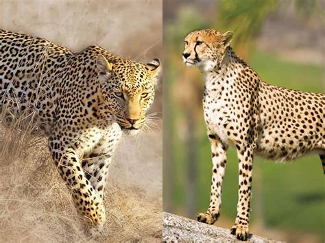 Cheetah vs Leopard - Who will Win?