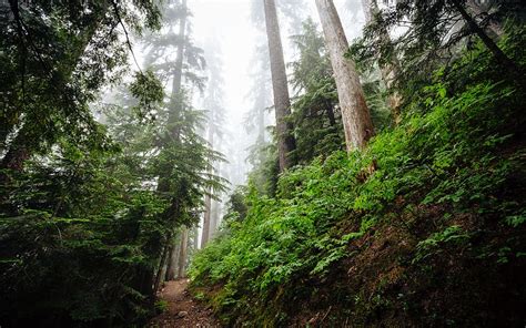 Free download | HD wallpaper: forest with trees and pathway, hiking ...