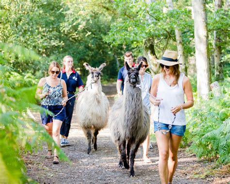 Llama Trekking - The Merry Harriers