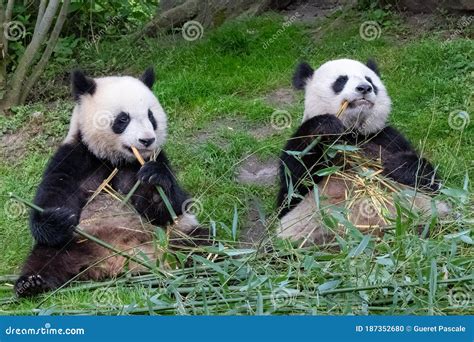 Giant Pandas, Bear Pandas, Baby Panda and His Mother Eating Bamboo ...