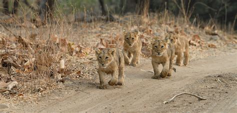 Head to Gir National Park in Gujarat to see the Asiatic lions roaming ...