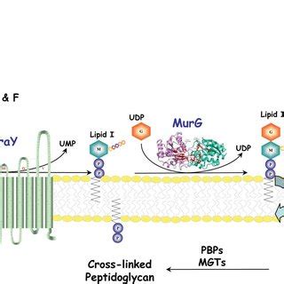 Peptidoglycan Biosynthesis