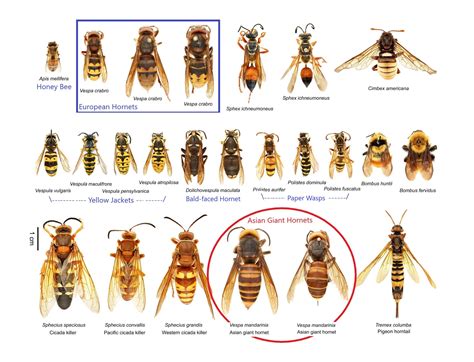 European Hornet Size