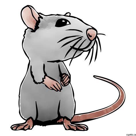 Rat Cartoon Drawing in 4 Steps With Photoshop | Cartoon drawings ...