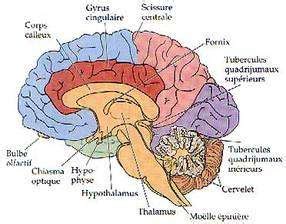 Anatomie du cerveau | Dossier