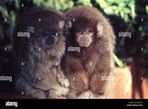 Mammal Monkeys Titi Bolivian Titi Monkey South America Stock Photo - Alamy