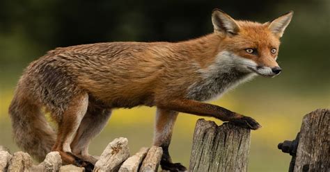 Types Of Foxes