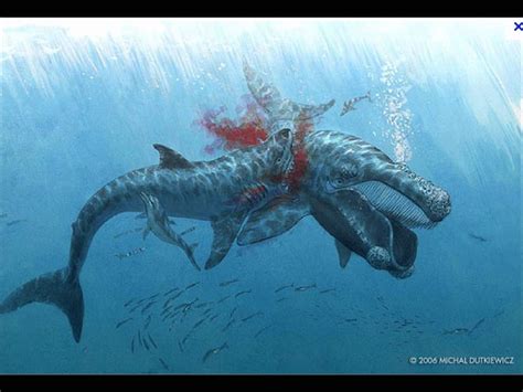 Megalodon vs mosasaur. Megalodon, Species of sharks, Prehistoric ...