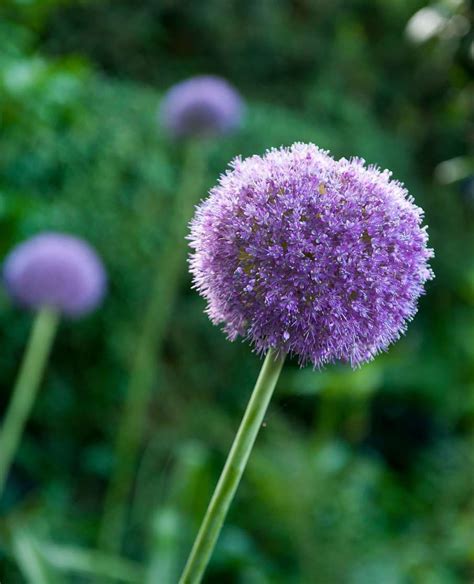 L'ail d'ornement est une vivace d'entretien facile et à floraison ...