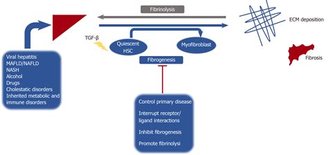 Efficacy and safety of anti-hepatic fibrosis drugs