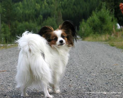 Papillon Dog Breed - Dog Breeds