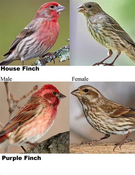 House Finch And Bluebirds - chousec