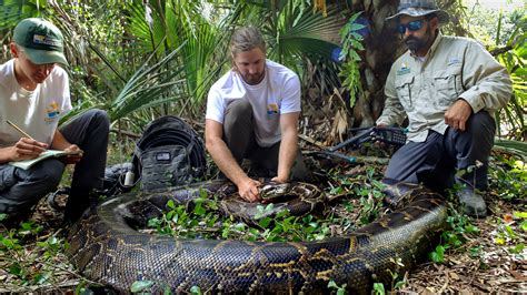 To Catch a Snake: Largest Python Found in Everglades Signals a Threat ...