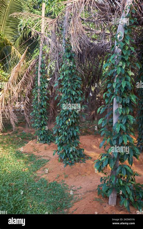 Pepper Farm Kampot Cambodia Stock Photo - Alamy