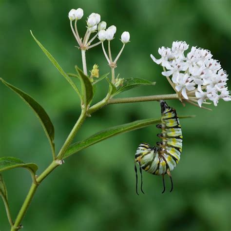 Aquatic Milkweed (Asclepias perennis) Plant - Joyful Butterfly