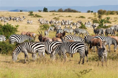 Zebra Herd during Serengeti Migration Stock Photo - Image of looking ...