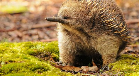 Echidna Habitat, Diet & Reproduction - Reptile Park