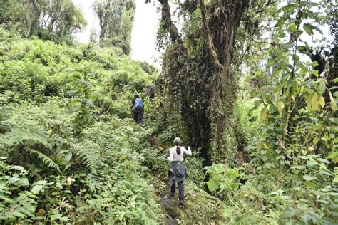 Ultimate Guide to Gorilla Trekking in Rwanda!