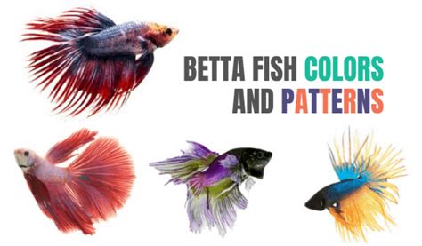 Betta Fish Colors & Patterns: Common (& Rare) Types Revealed