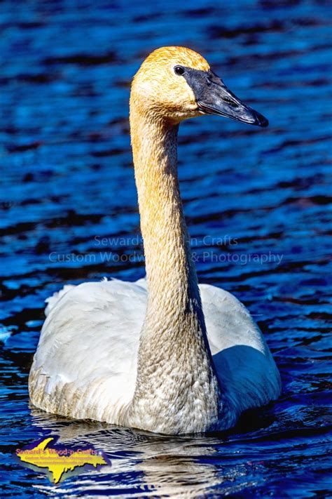 Wildlife Trumpeter Swan -9696A – Seward's Wood-n-Crafts/Michigan ...