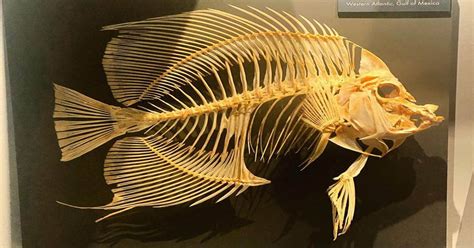 Fish Skeleton - Bone Structure of Spectacular Water Creatures - Learn ...