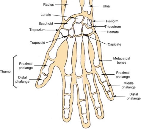 Thumb Joint Anatomy Anatomy Diagram Book | Images and Photos finder