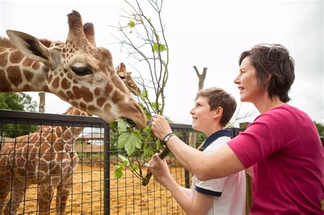 Meet the Giraffes | Whipsnade Zoo