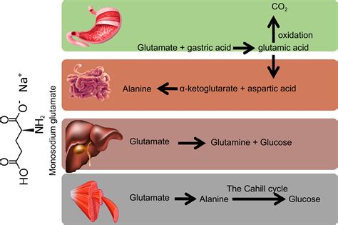 A multifaceted review of monosodium glutamate effects on human health ...