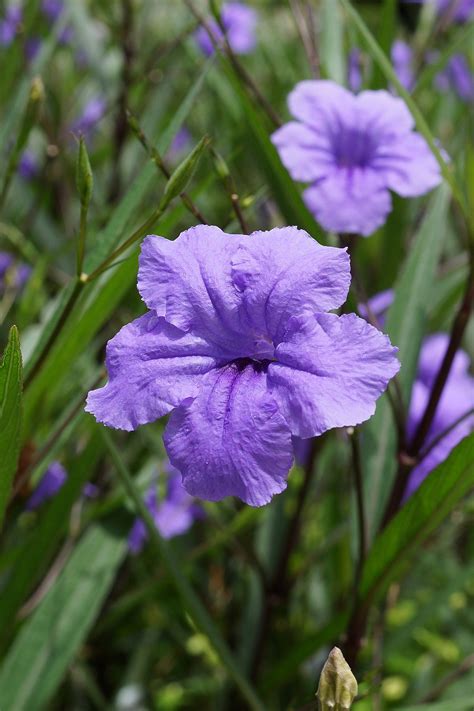 Ruellia simplex - Wikipedia